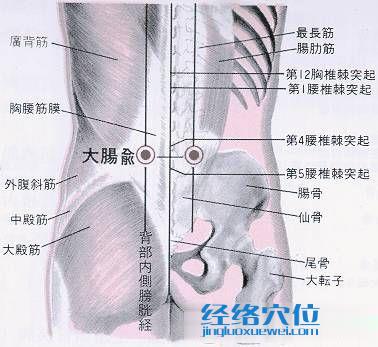 大腸俞穴的位置及解剖圖解