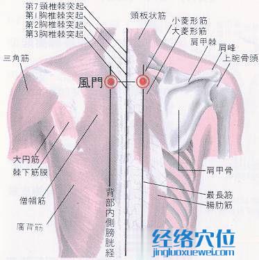 風門穴解剖分析圖