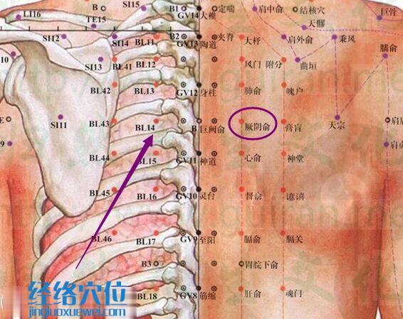 厥陰俞穴解剖分析圖