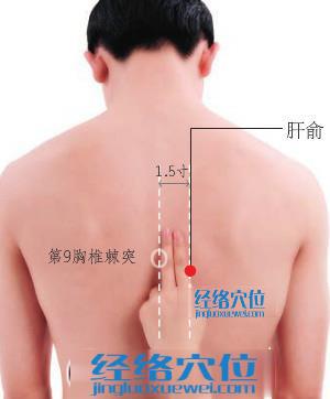 肝俞穴的準確位置圖