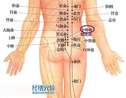 小腸俞穴位位置圖