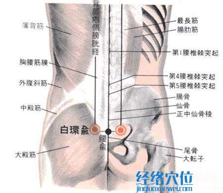 白環俞穴的位置及解剖圖