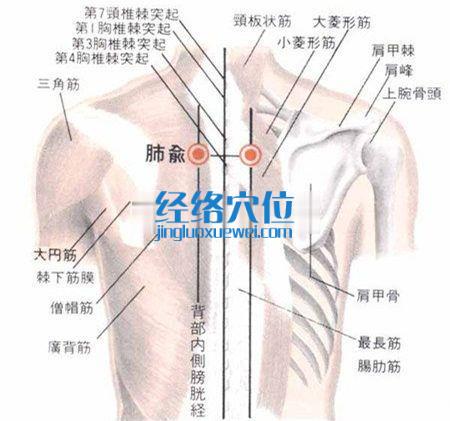 肺俞穴解剖圖