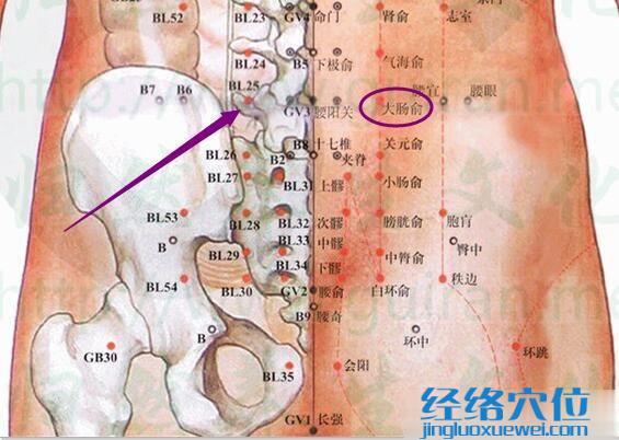 大腸俞穴的準確位置圖