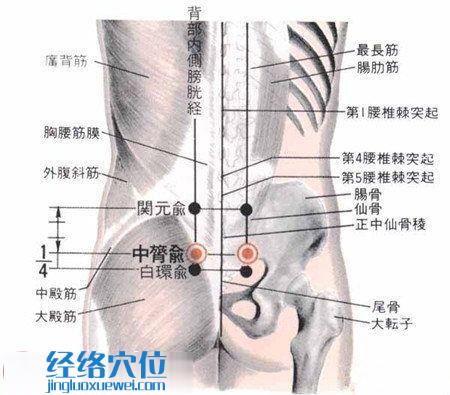 中膂俞穴的位置及解剖結構圖