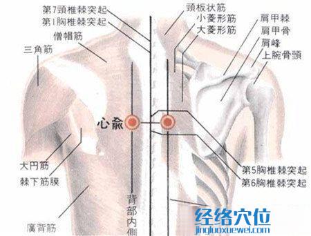 心俞穴的解剖分析圖