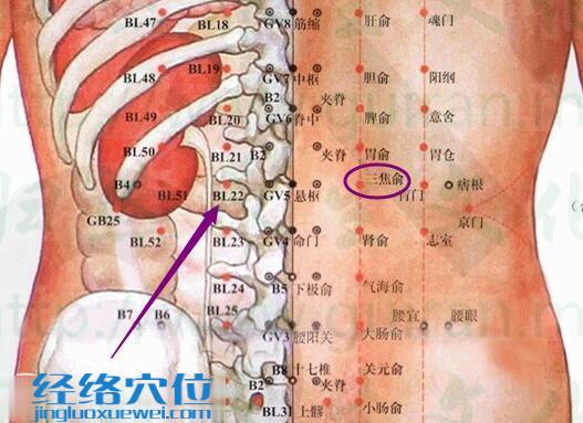 三焦俞穴的解剖分析圖