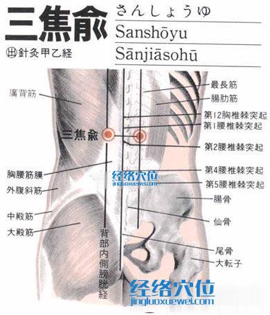 三焦俞穴的解剖分析圖