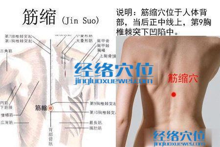 筋縮穴的位置解剖分析圖