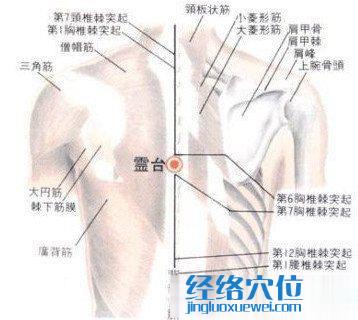 靈臺穴的位置解剖分析圖