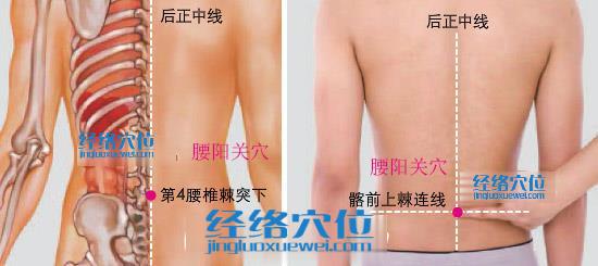 腰陽關穴位位置圖