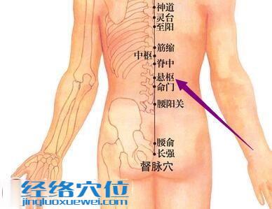 懸樞穴位圖