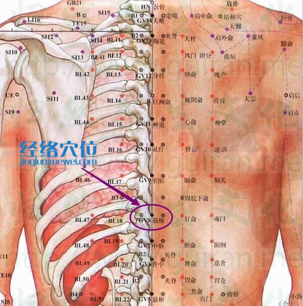 筋縮穴的準確位置圖