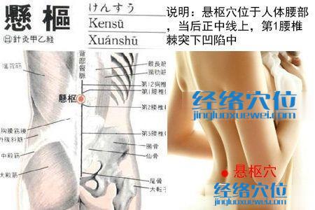 懸樞穴位圖