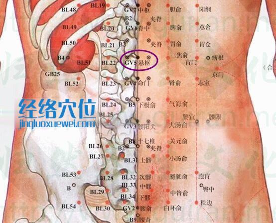 懸樞穴的準確位置圖