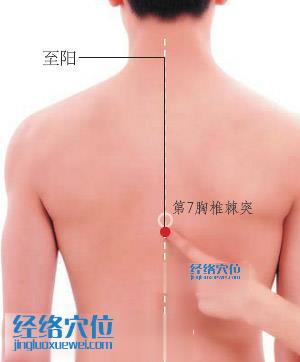 至陽穴位位置圖