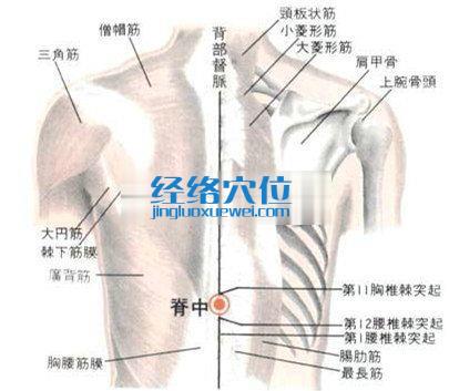 脊中穴的位置解剖分析圖