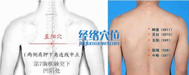 至陽穴位位置圖