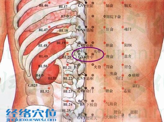 脊中穴的準確位置圖