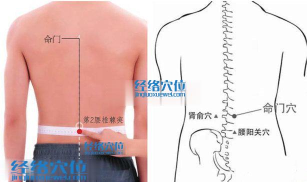 命門穴的準確位置圖