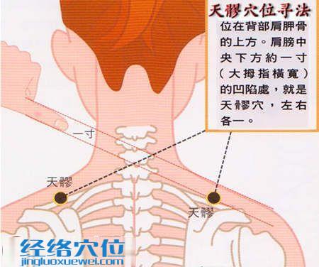 天髎穴的位置圖及取穴方法