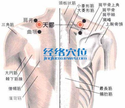 天髎穴的位置解剖分析圖