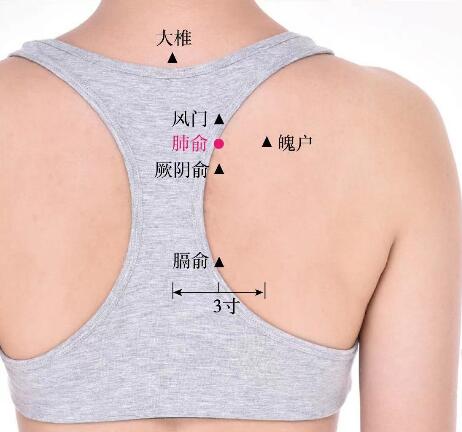 肺俞的準(zhǔn)確位置圖及功效視頻位位置圖
