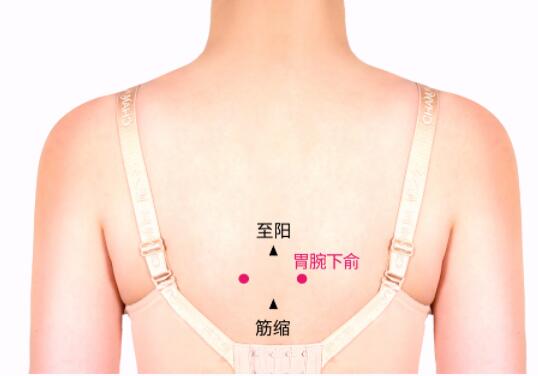 胃脘下俞的準確位置圖及功效視頻位位置圖 胃脘下俞的準確位置圖及功效視頻位位置圖