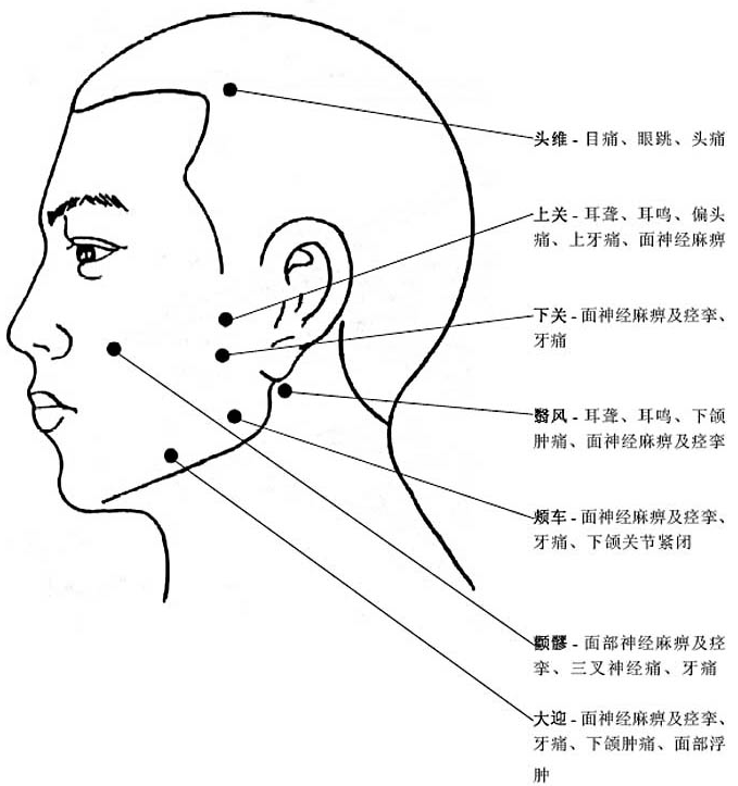 人體頭部穴位圖及作用功效