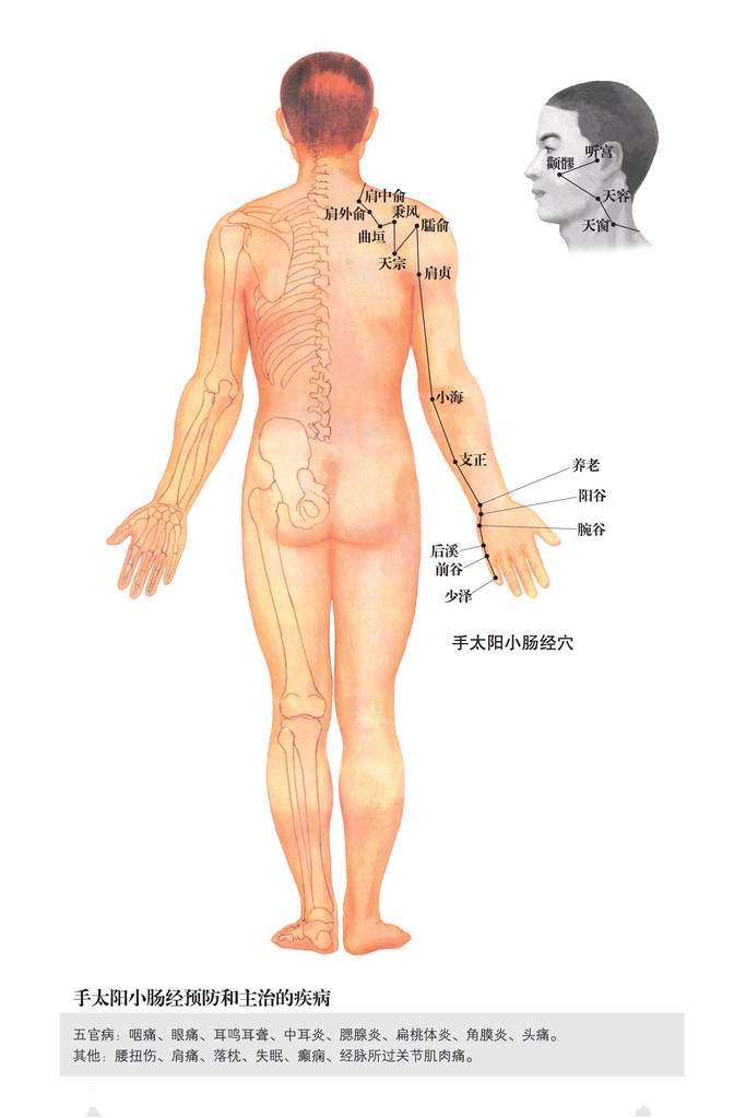 手太陽小腸經穴位圖