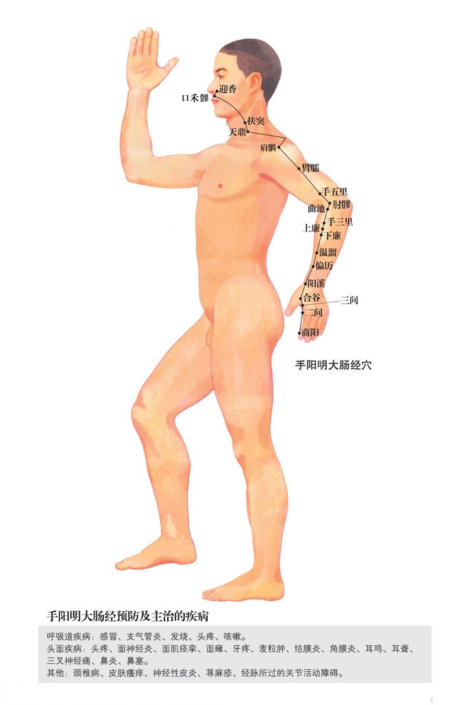 手陽明大腸經(jīng)穴位圖