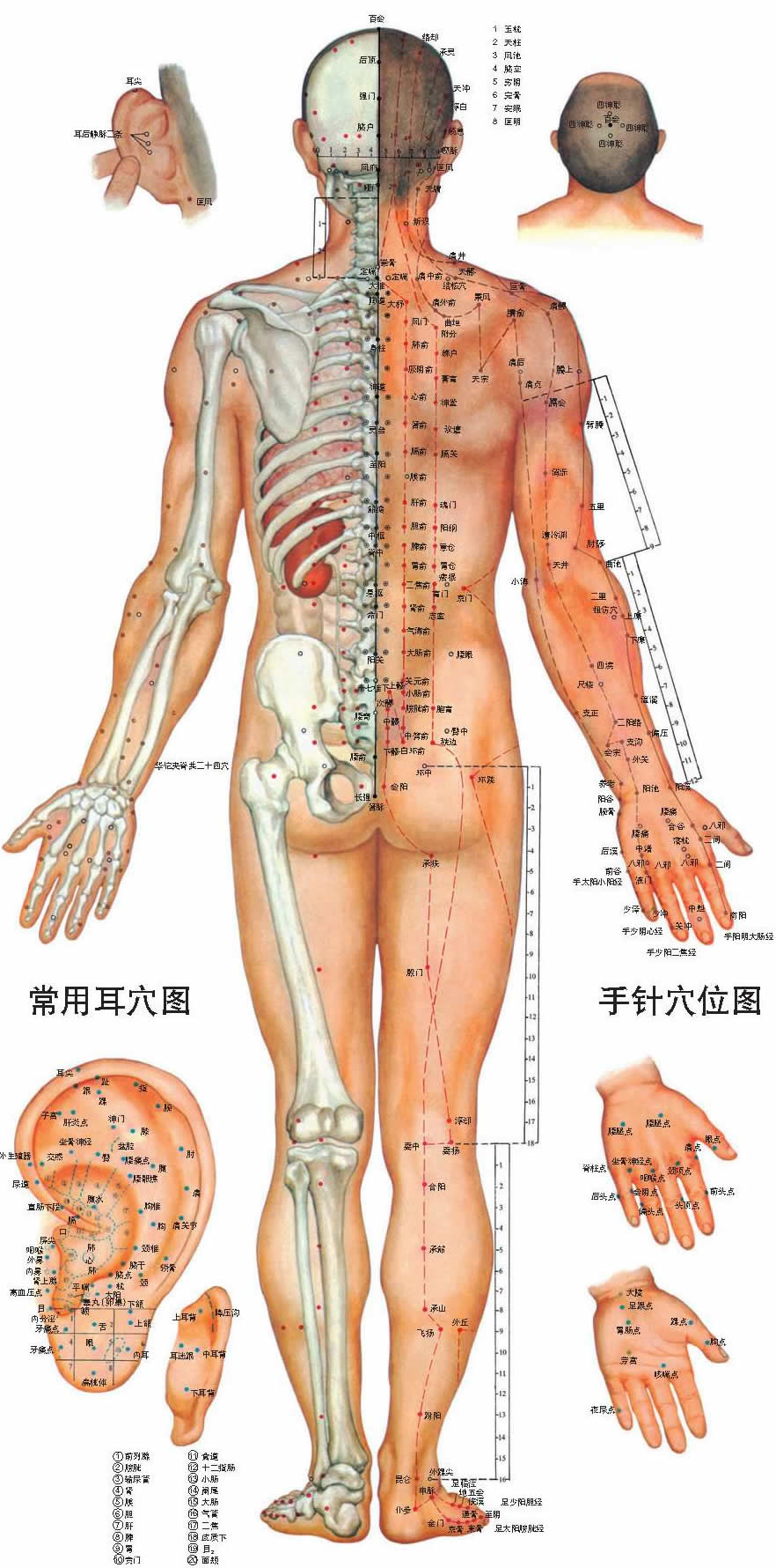 中醫(yī)男性人體穴位背面圖掛圖