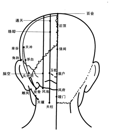 人體頭部背面穴位圖