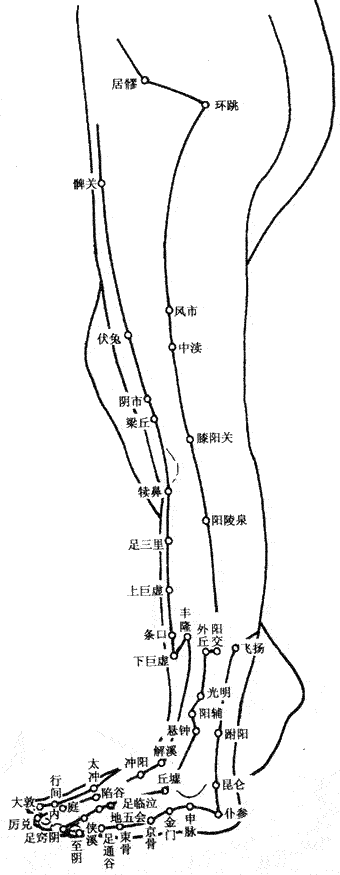 人體腿部腳部外側【穴位圖】