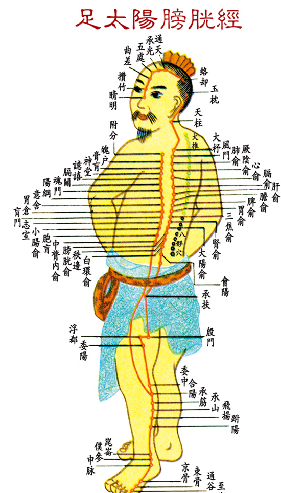 足太陽膀胱經