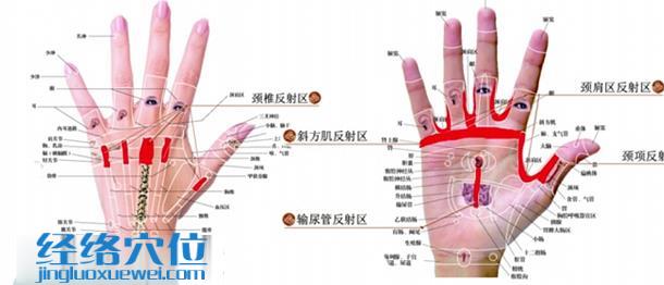  手部理療法：刺激手部的頸椎反射區 ,頸肩區反射區，頸項反射區，斜方肌反射區，輸尿管反射區可以有效緩解頸椎病