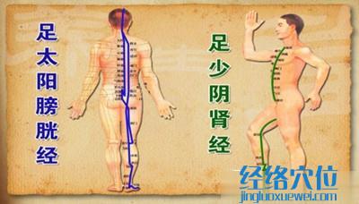 足太陽(yáng)膀胱經(jīng)互為表里的是足少陰腎經(jīng)